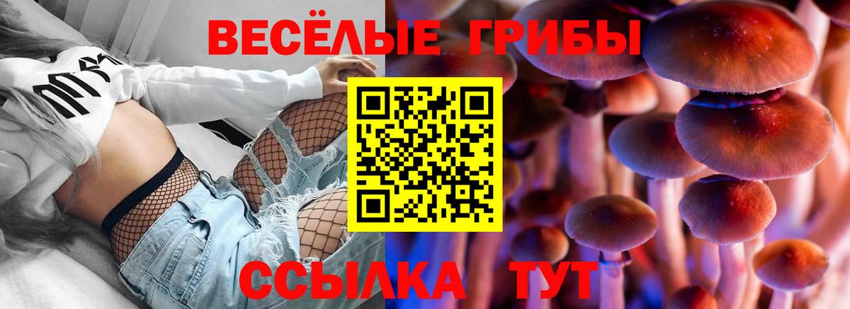 Псилоцибиновые грибы Cubensis Тимашёвск